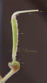  Pistil